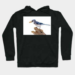 This is my peanut! Blue Jay Hoodie